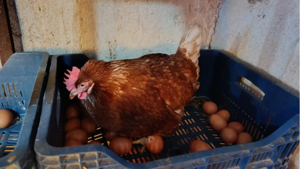 Şehirde kirasını ödeyemiyordu, köyde patron oldu! Bu tavuklar 'nakit' yumurtluyor