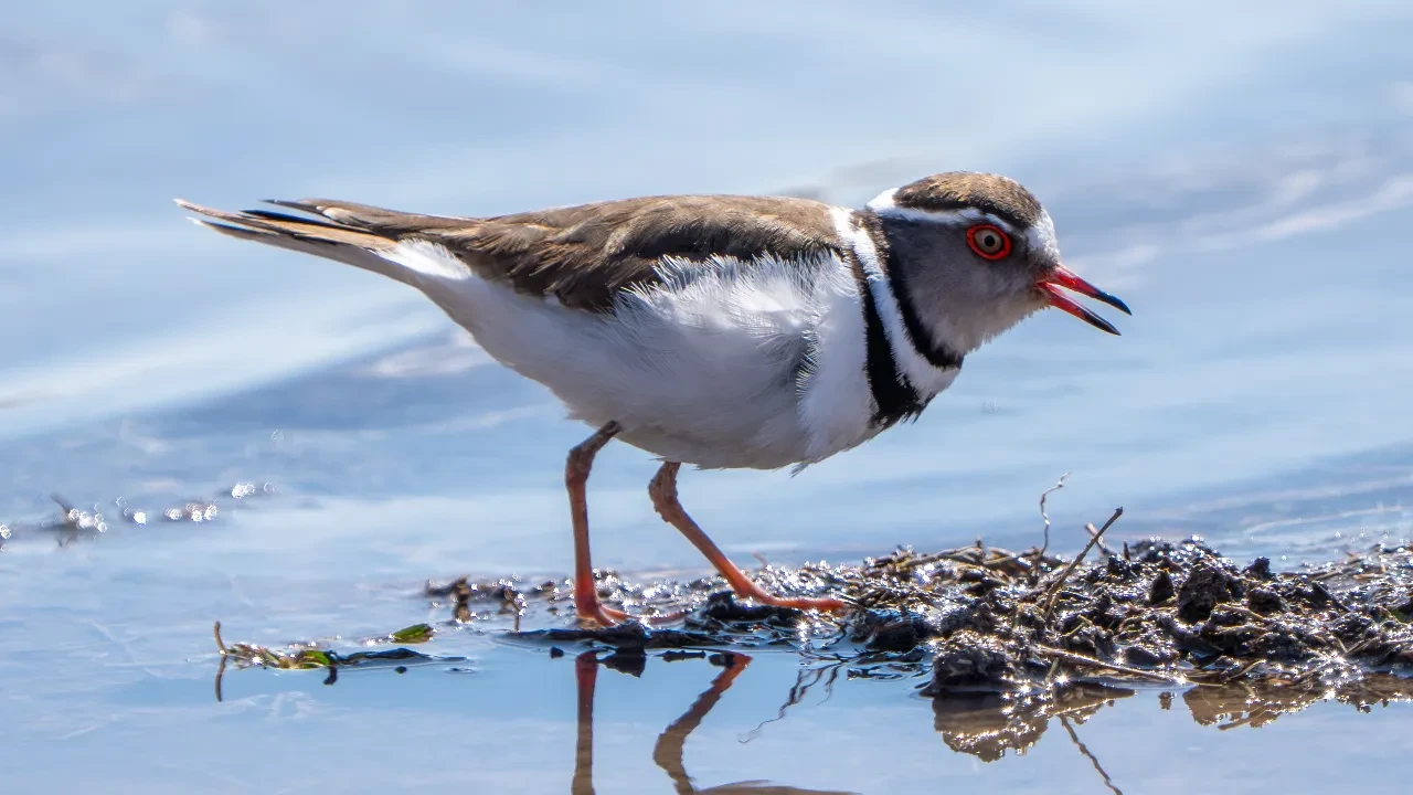 Türkiye’de ilk defa görüldü: Takkeli cılıbıt kaydedilen 504. tür oldu