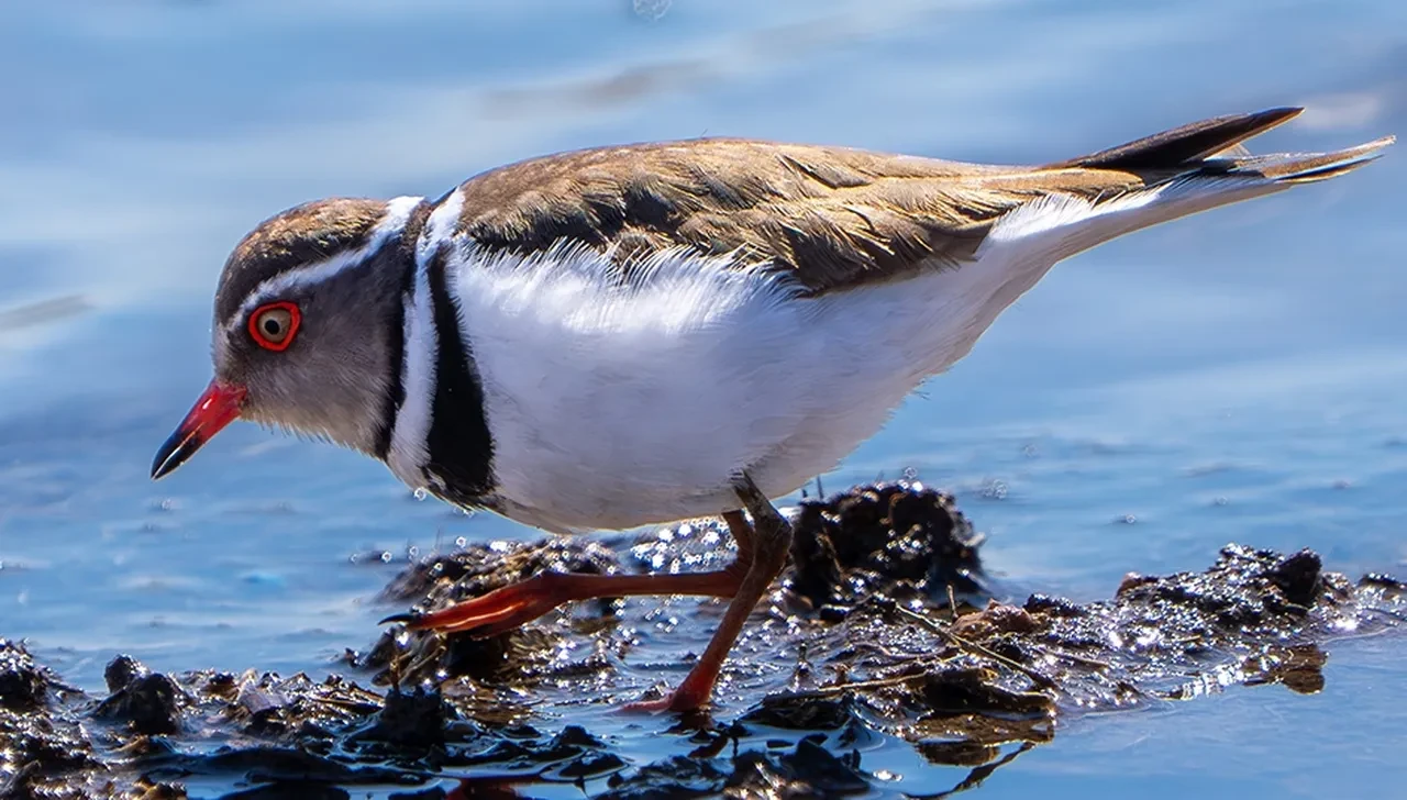 Türkiye’de ilk defa görüldü: Takkeli cılıbıt kaydedilen 504. tür oldu
