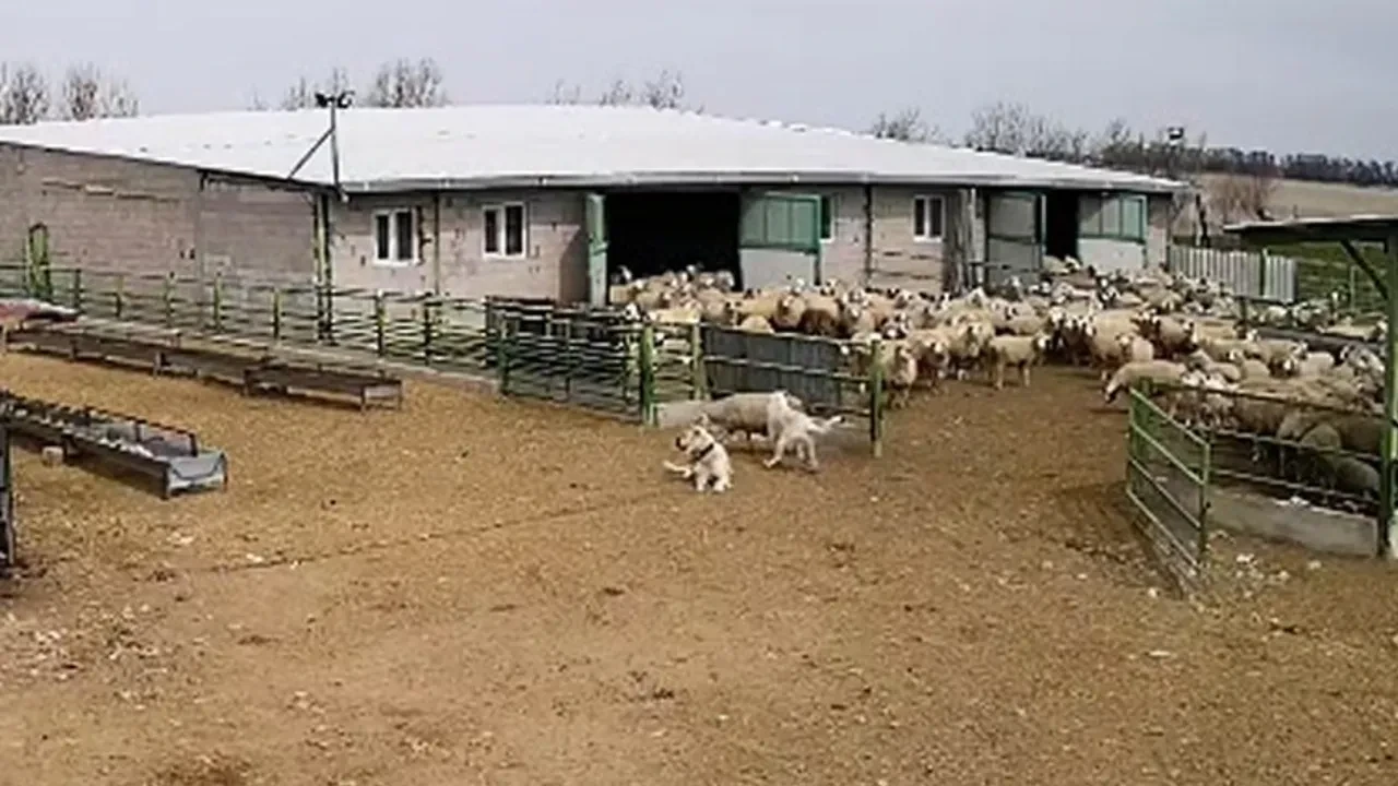 Başıboş köpek koyunları talan etti: Çiftliğin köpeği yattığı yerden olanları izledi