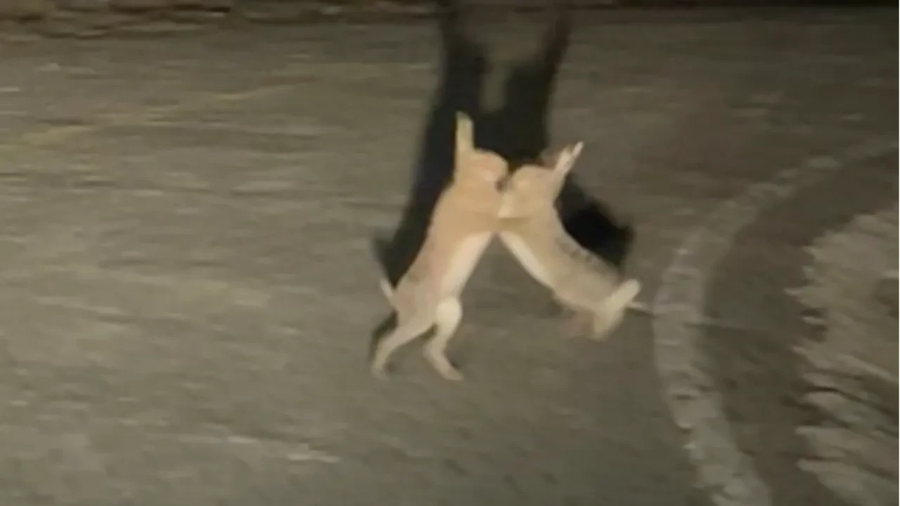 Hiçbir anlaşmazlık bu kadar sevimli olmamıştı: Tavşanların kavgası kamerada!