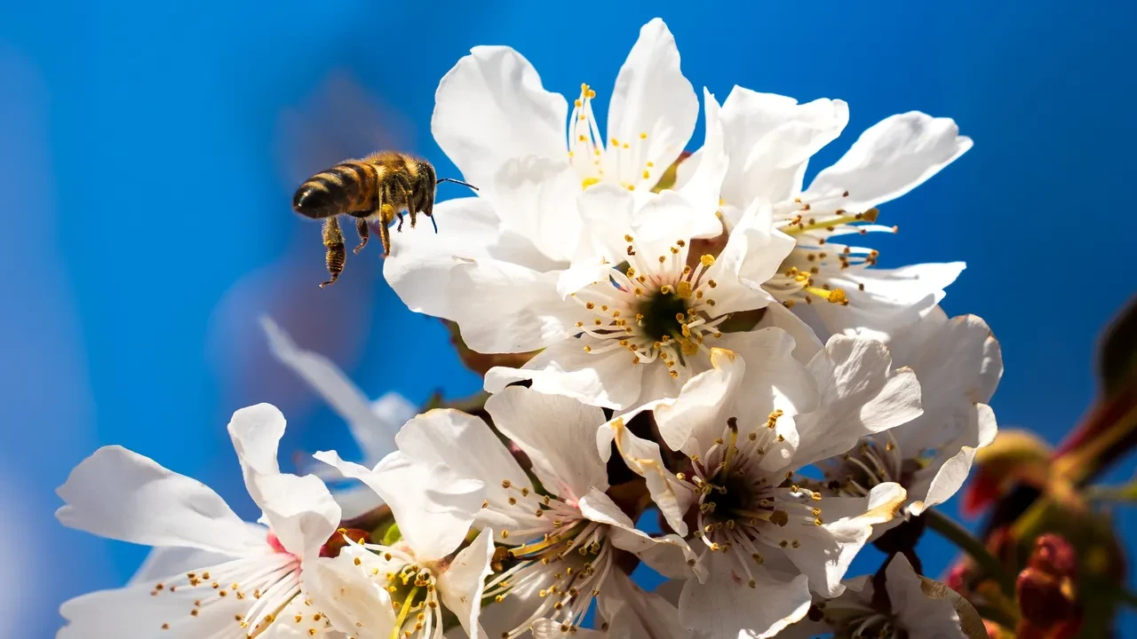 Tadı Afyon ve Isparta’yı solladı! Kiraz için 10 Nisan'a kadar sevinmeyin