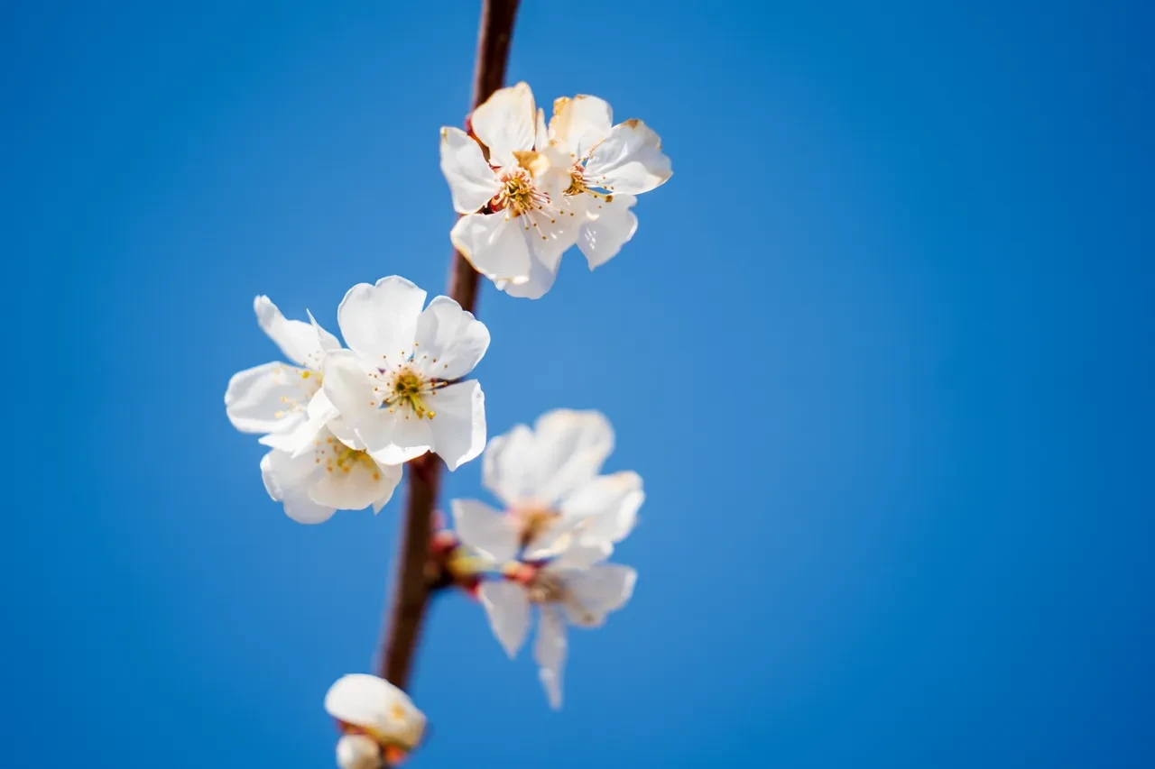 Sancaklıbozköy Mahallesi