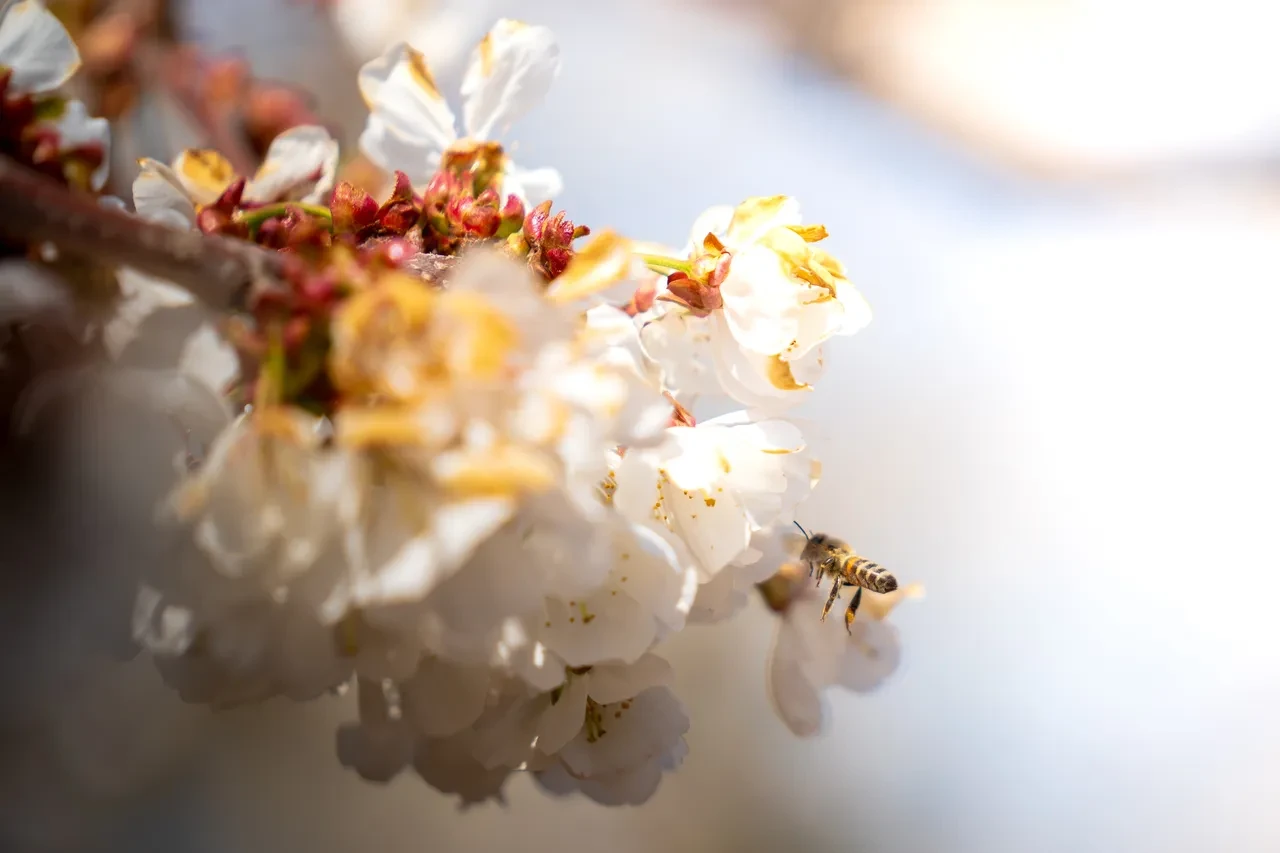 kirazın verimi ve kalitesi