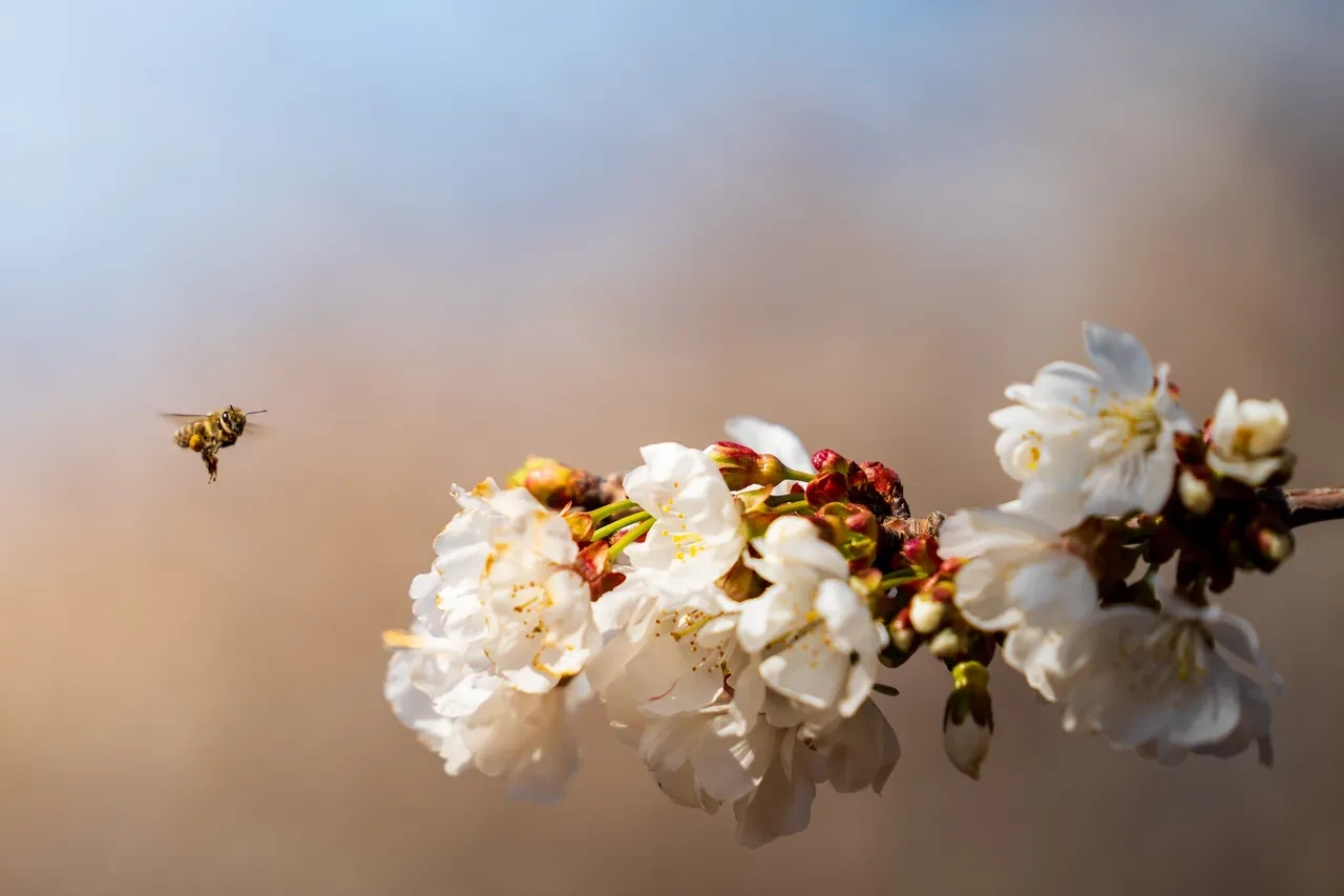 kiraz üretim merkezi