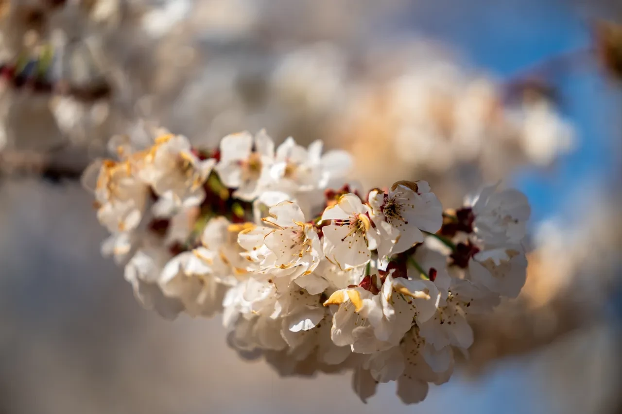 meyve bağlama dönemi