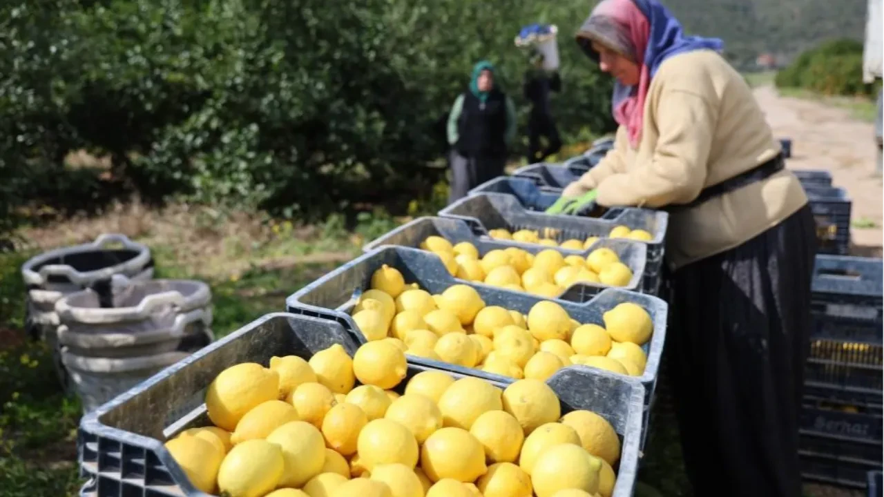 TÜİK açıkladı! Limonda üretici fiyatları yıllık yüzde 410 yükseldi