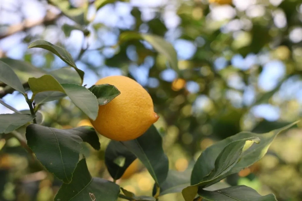TÜİK açıkladı! Limonda üretici fiyatları yıllık yüzde 410 yükseldi