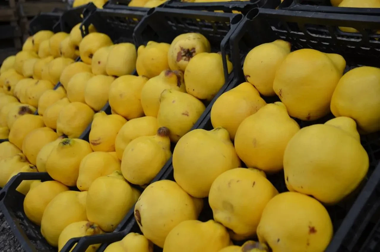 Ayaz vurdu, fiyatlar fırladı! 'Ayvayı yemek' eskisi kadar kolay değil
