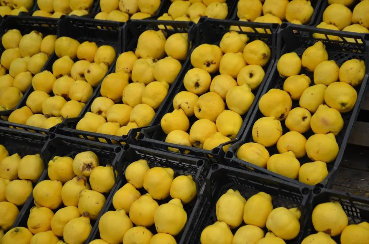 Ayaz vurdu, fiyatlar fırladı! 'Ayvayı yemek' eskisi kadar kolay değil