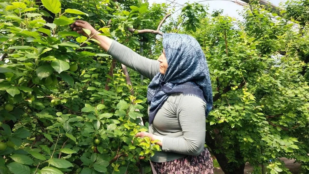 Sezona kilosu 5 bin liradan başladı... Hasadı 3 ay sürüyor! Kod adı 'erkenci'