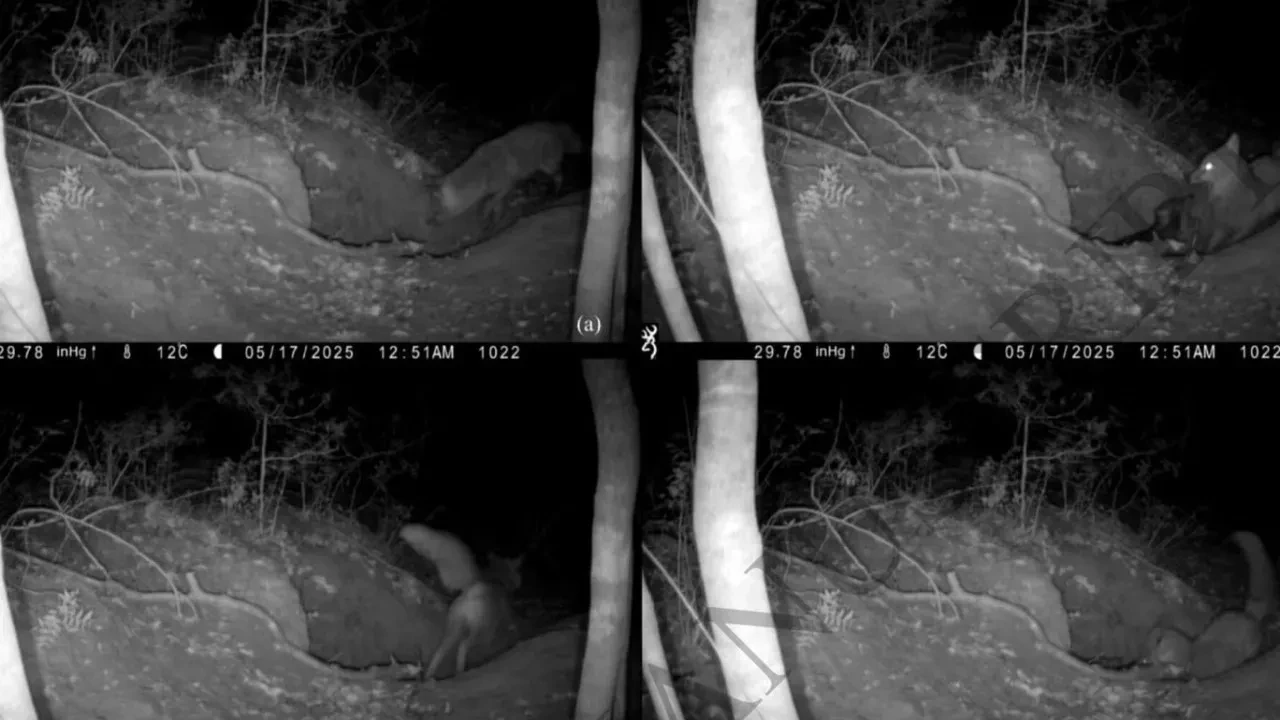 Vahşi doğada ezber bozan An: Kızıl tilki, kurt yavrusunu böyle avladı!