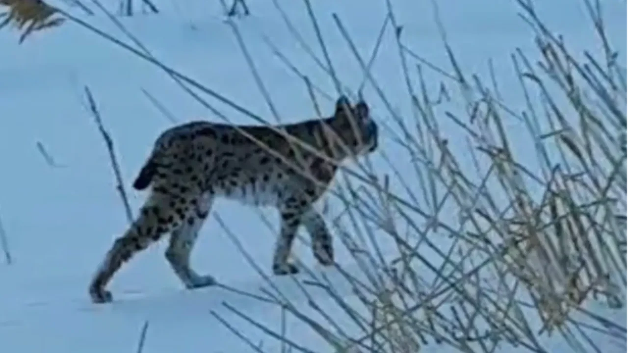 Vaşak gören köylülerin heyecanı gülümsetti: ‘Koskoca aslan yav’