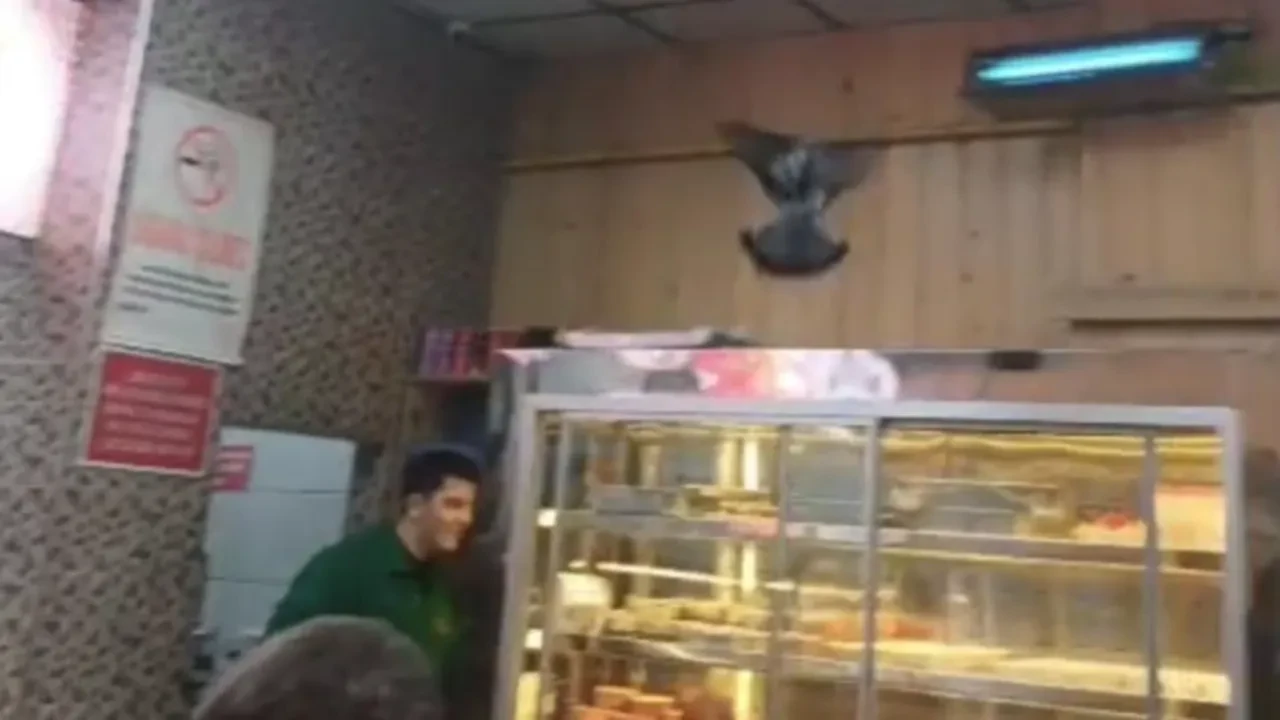 Lokantaya giren güvercin ortalığı birbirine kattı