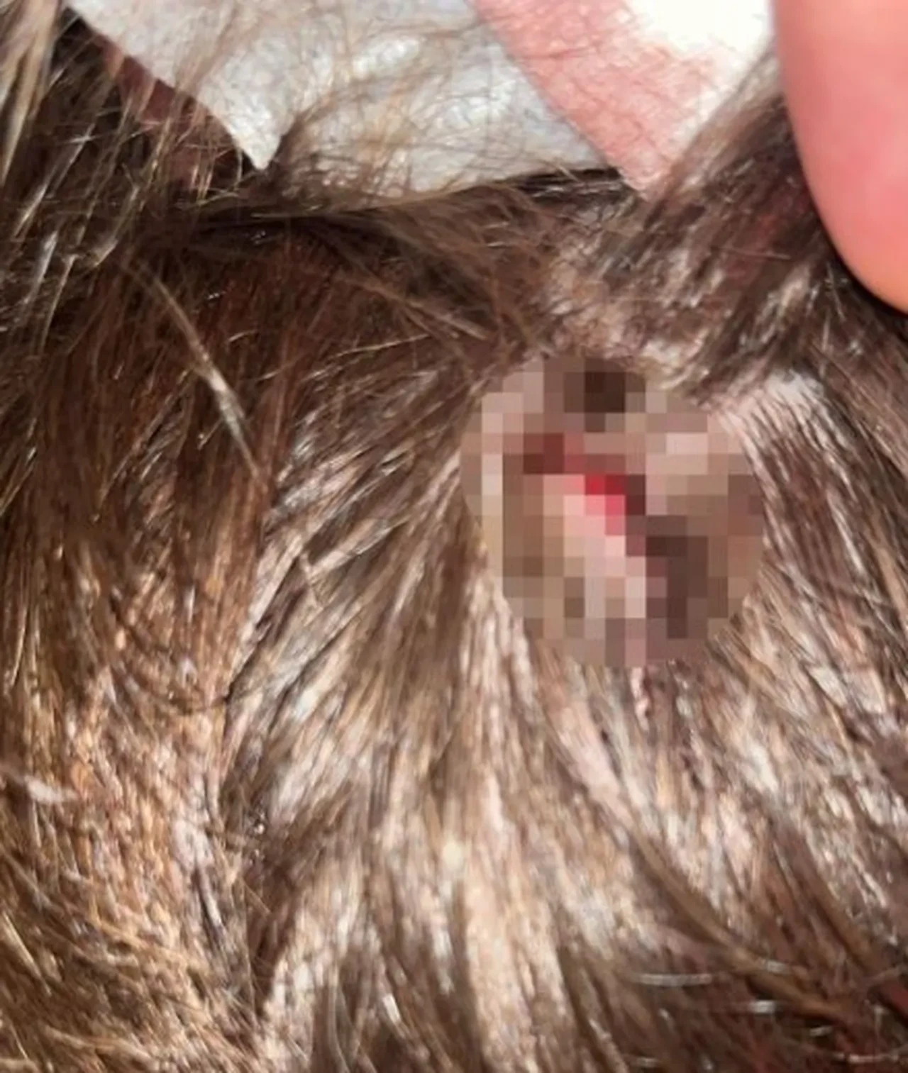 Yalova'daki Baca ailesinin komşu dehşeti sürüyor! Bu kez 8 yaşındaki çocuklarına taşla saldırdılar