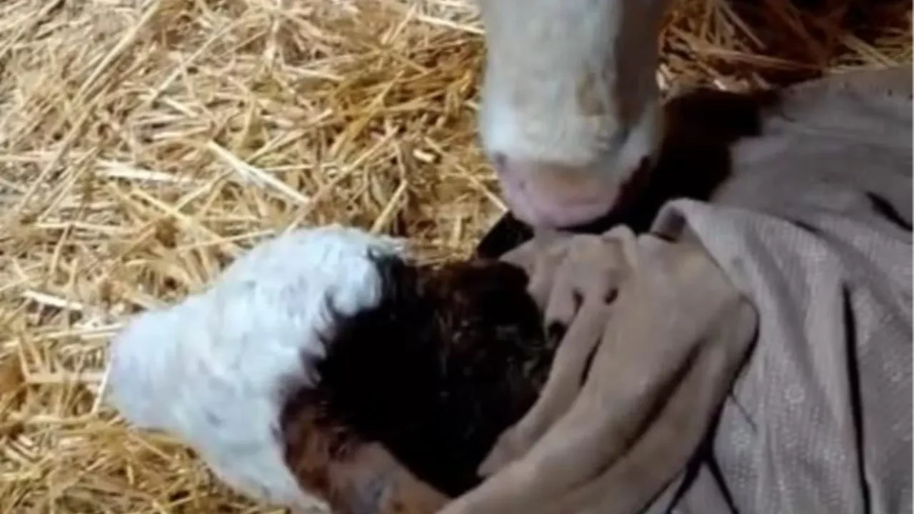 Bayram sabahı doğan buzağıyı görünce türküler söyledi