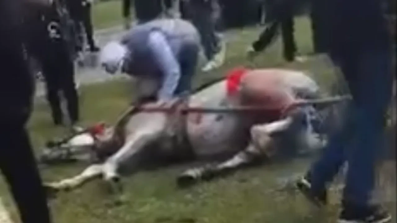 Bayramda atına acımasızca saldırdı! Korkunç anlar kamerada