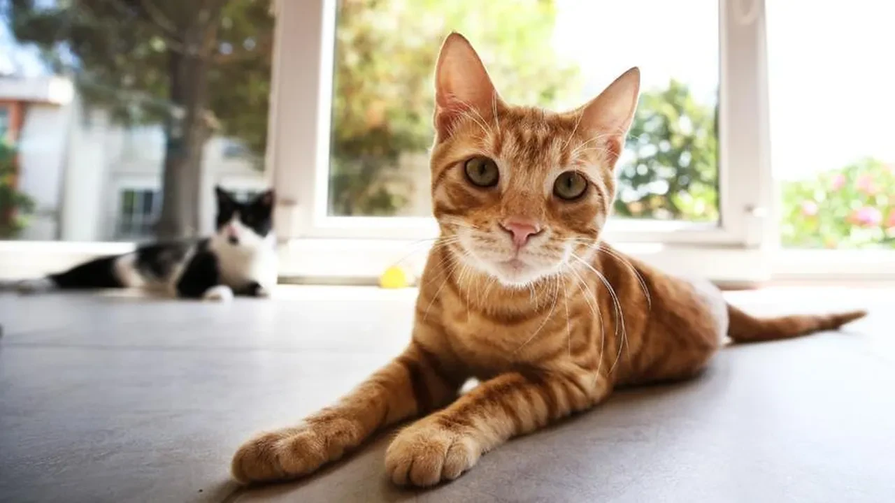 Fizik kurallarına meydan okuyan o saniyelik mucize: Kediler yüksekten düşerken nasıl her zaman dört ayak üstüne düşer?