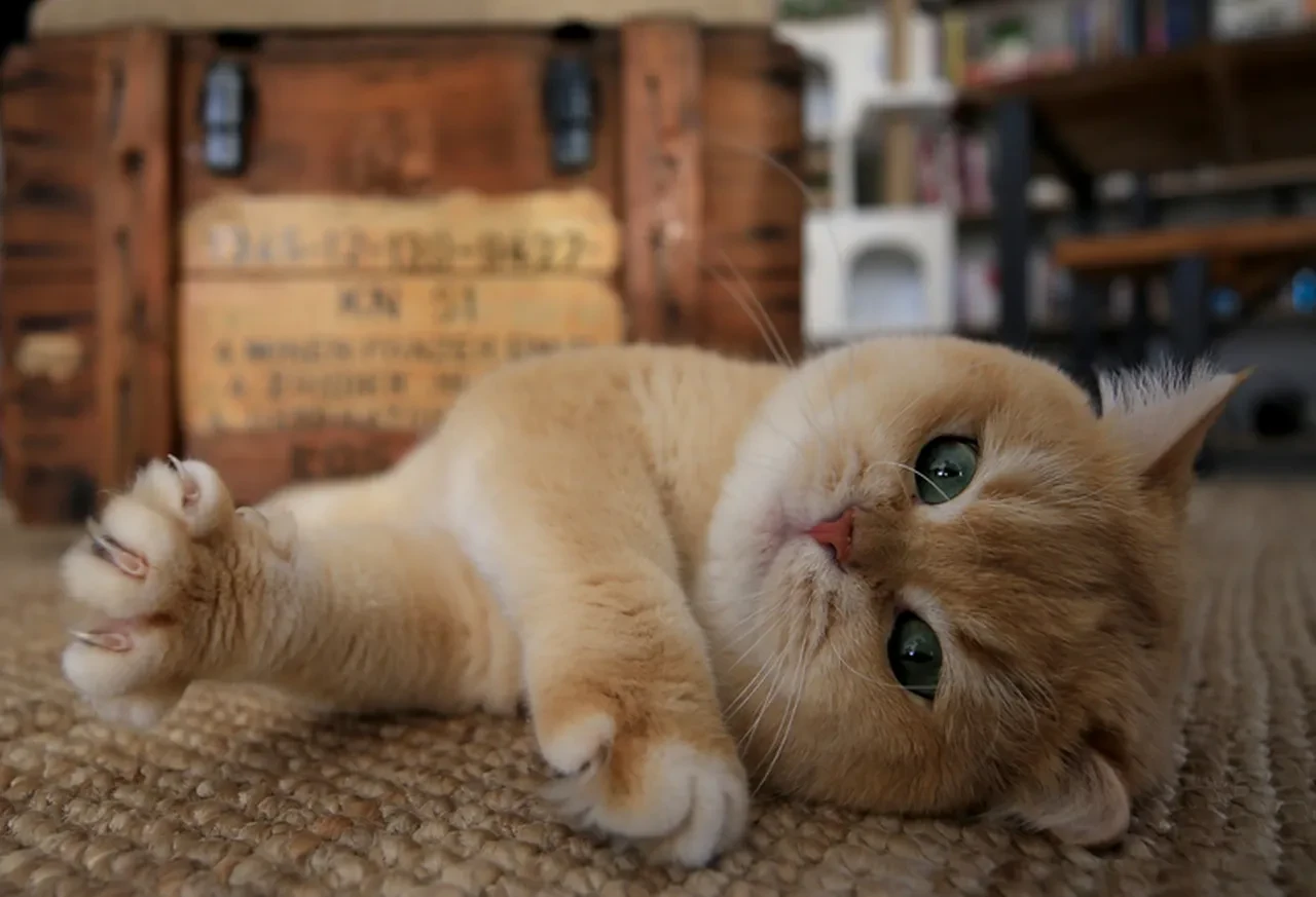 Fizik kurallarına meydan okuyan o saniyelik mucize: Kediler yüksekten düşerken nasıl her zaman dört ayak üstüne düşer?