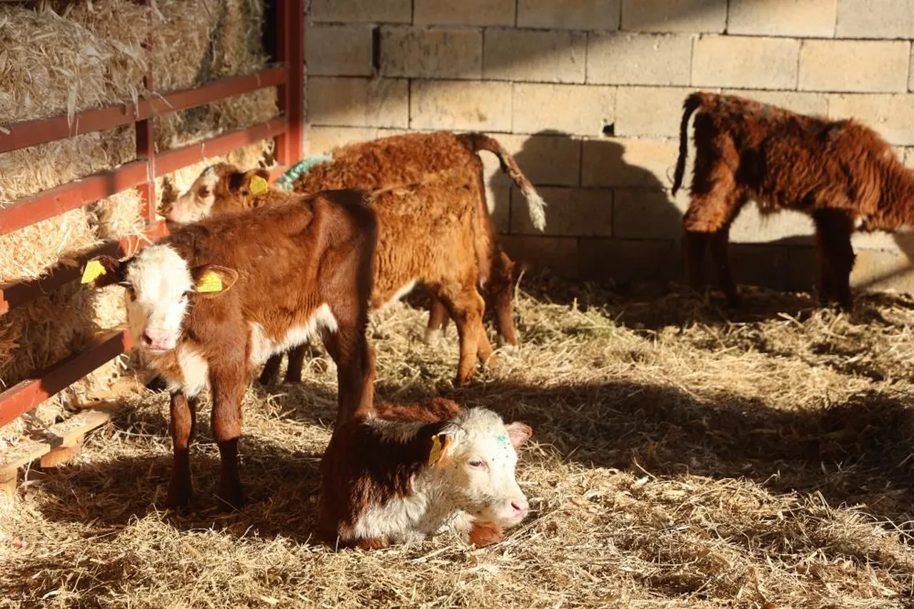 Mühendisliği bıraktı, patron oldu! Hiçbir zaman pişman olmayacağım bir iş