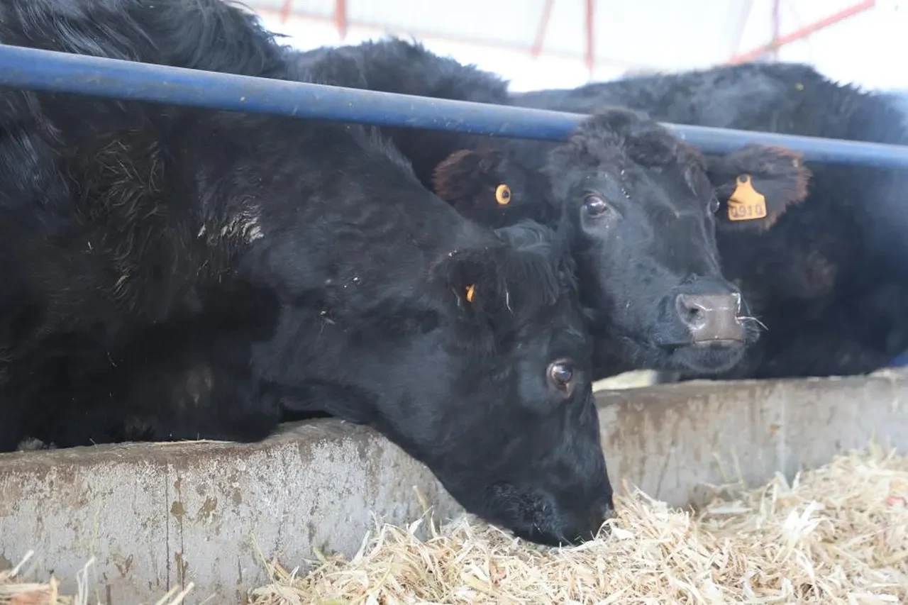 Mühendisliği bıraktı, patron oldu! Hiçbir zaman pişman olmayacağım bir iş