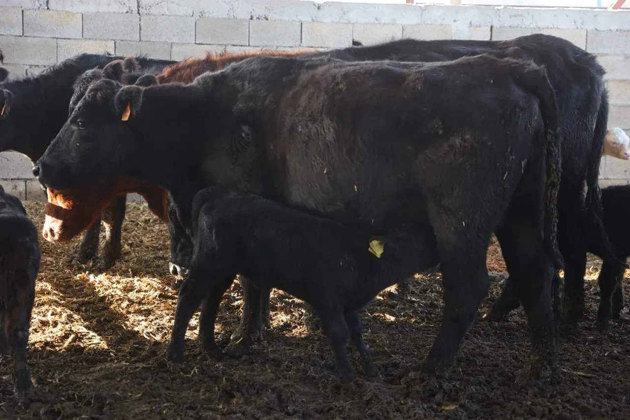 Mühendisliği bıraktı, patron oldu! Hiçbir zaman pişman olmayacağım bir iş