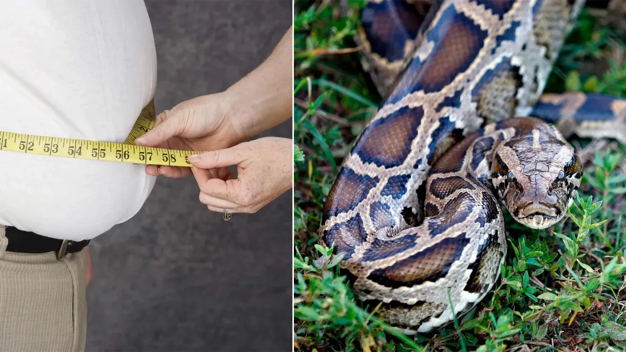 Obeziteye çare pitonların kanından çıktı! Zayıflama ilaçlarına güçlü bir alternatif olabilir