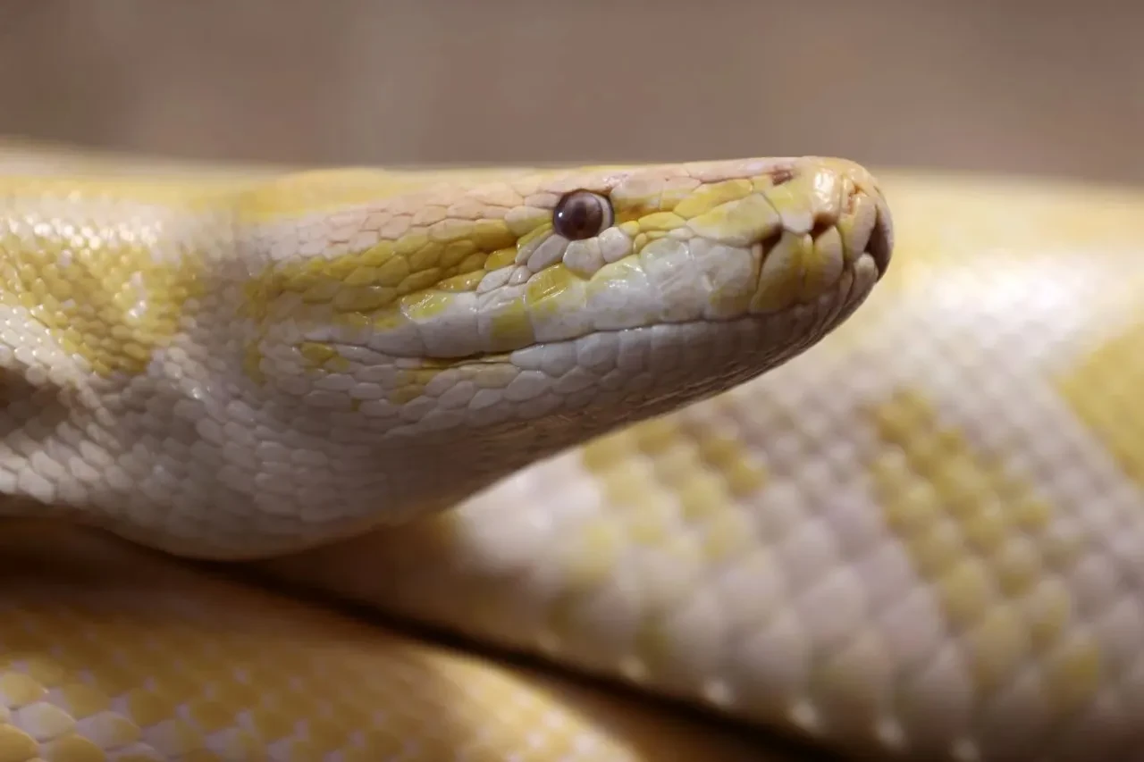 Obeziteye çare pitonların kanından çıktı! Zayıflama ilaçlarına güçlü bir alternatif olabilir