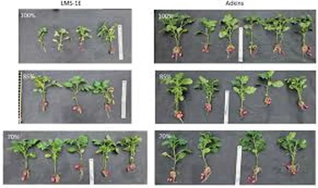 Ay'ın zorlu şartlarında patates yetiştirildi! Ancak büyük bir sorun var