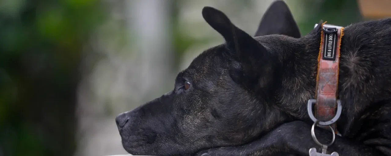 Kanser olan köpeğini kurtarmak için yapay zeka ile özel mRNA aşısı üretti!