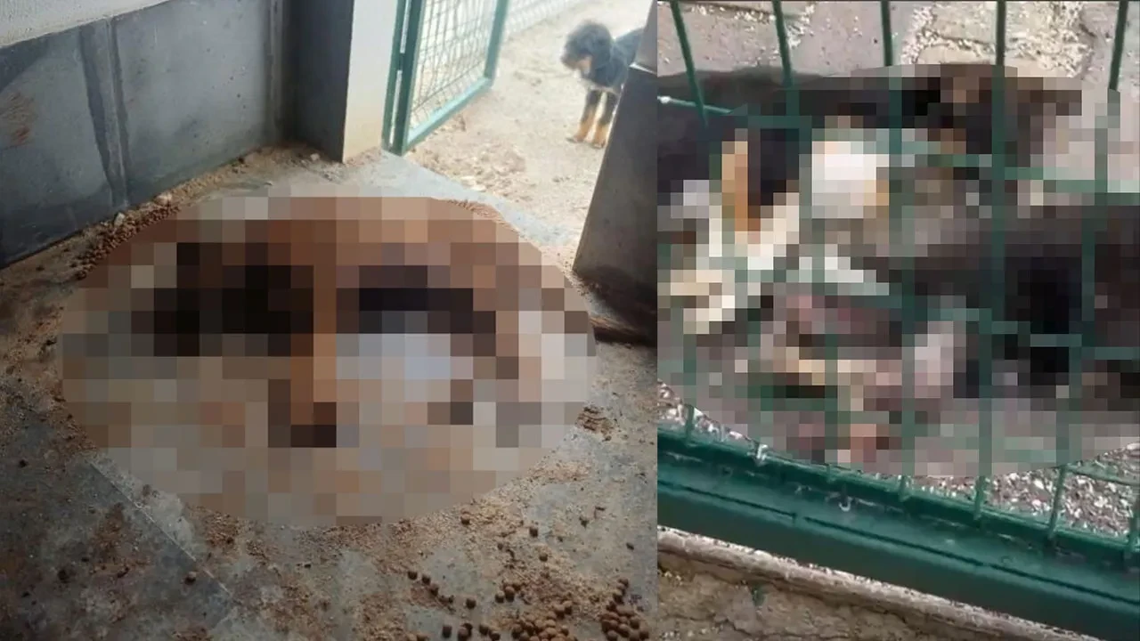 Bucak Belediyesi barınağında kan donduran görüntüler! Yavru köpek ölüleri hayvanseverleri ayağa kaldırdı