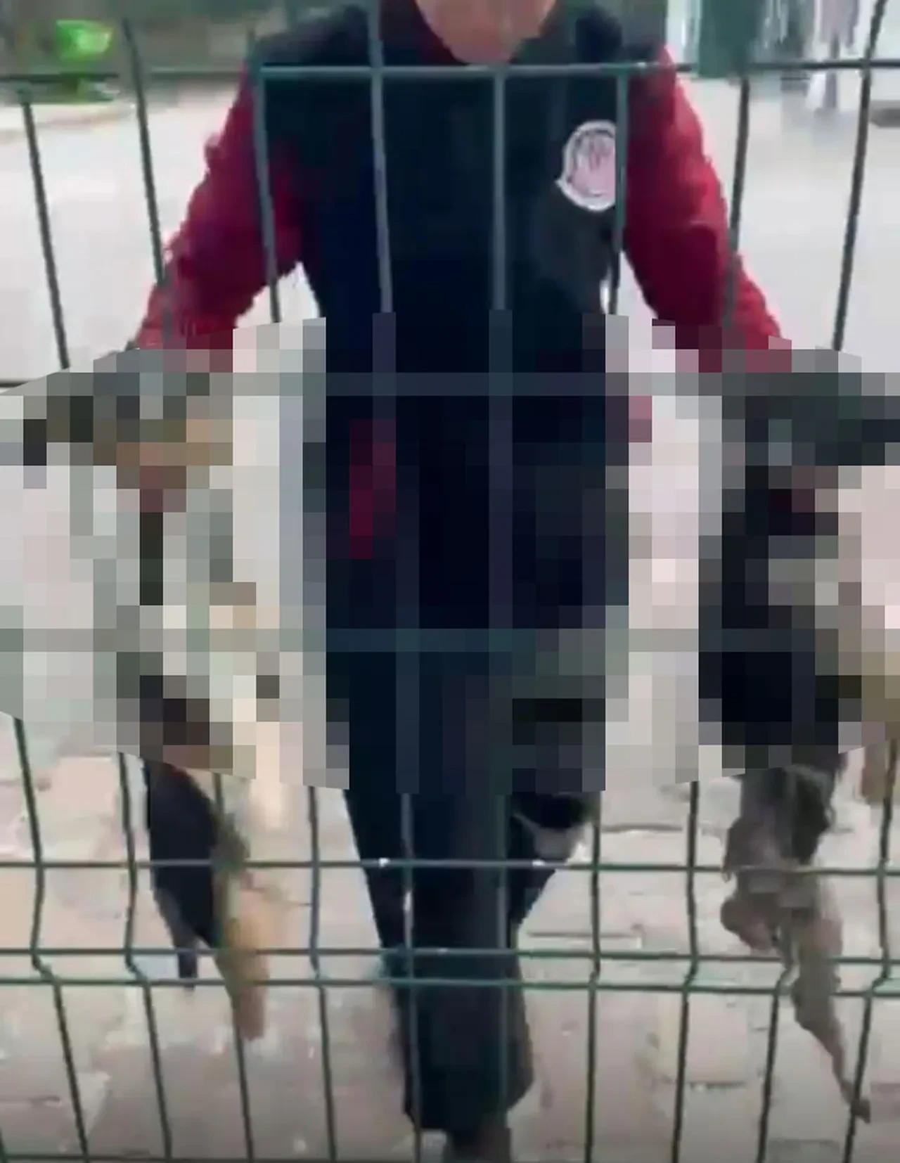 Bucak Belediyesi barınağında kan donduran görüntüler! Yavru köpek ölüleri hayvanseverleri ayağa kaldırdı