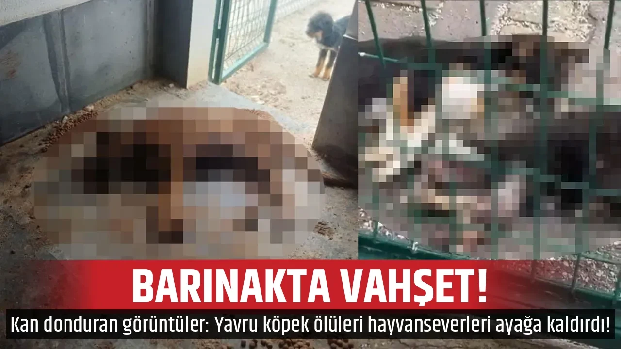 BARINAKTA VAHŞET!