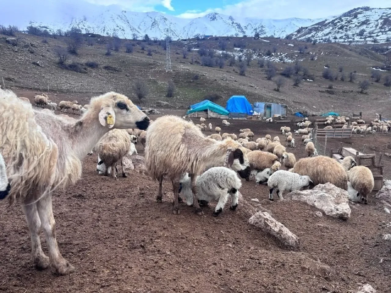 Erzincan'da esrarengiz olay! Hiçbir belirti göstermeden aniden yere yığılıp tek tek ölüyorlar: 'Acil yardım istiyoruz' 