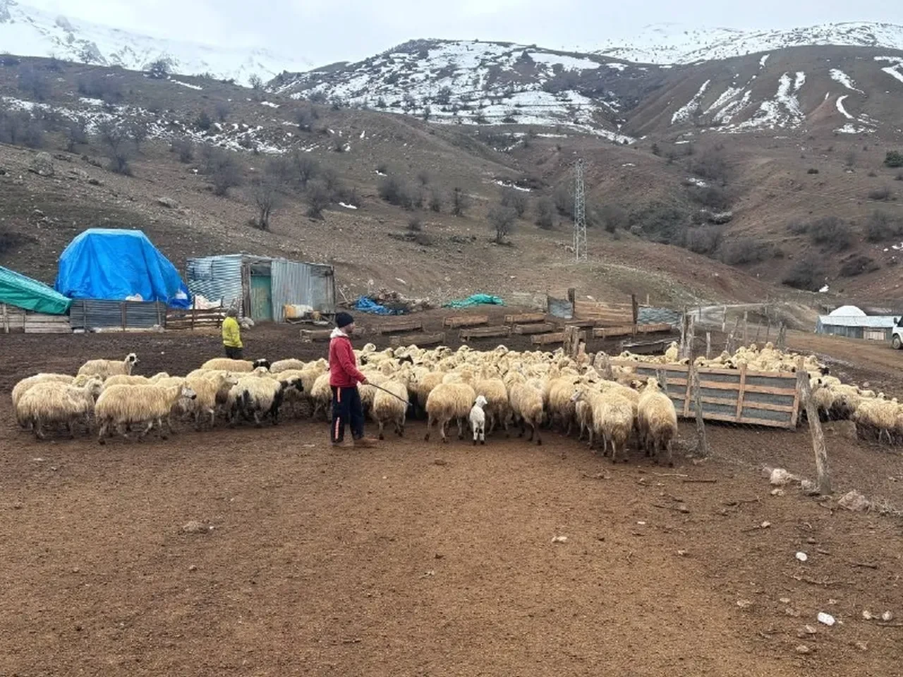 Erzincan'da esrarengiz olay! Hiçbir belirti göstermeden aniden yere yığılıp tek tek ölüyorlar: 'Acil yardım istiyoruz' 