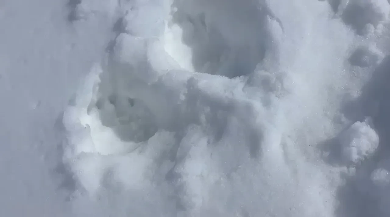Gümüşhane’de şoke eden olay! Ayılar ikinci kattaki eve pencereden girdi