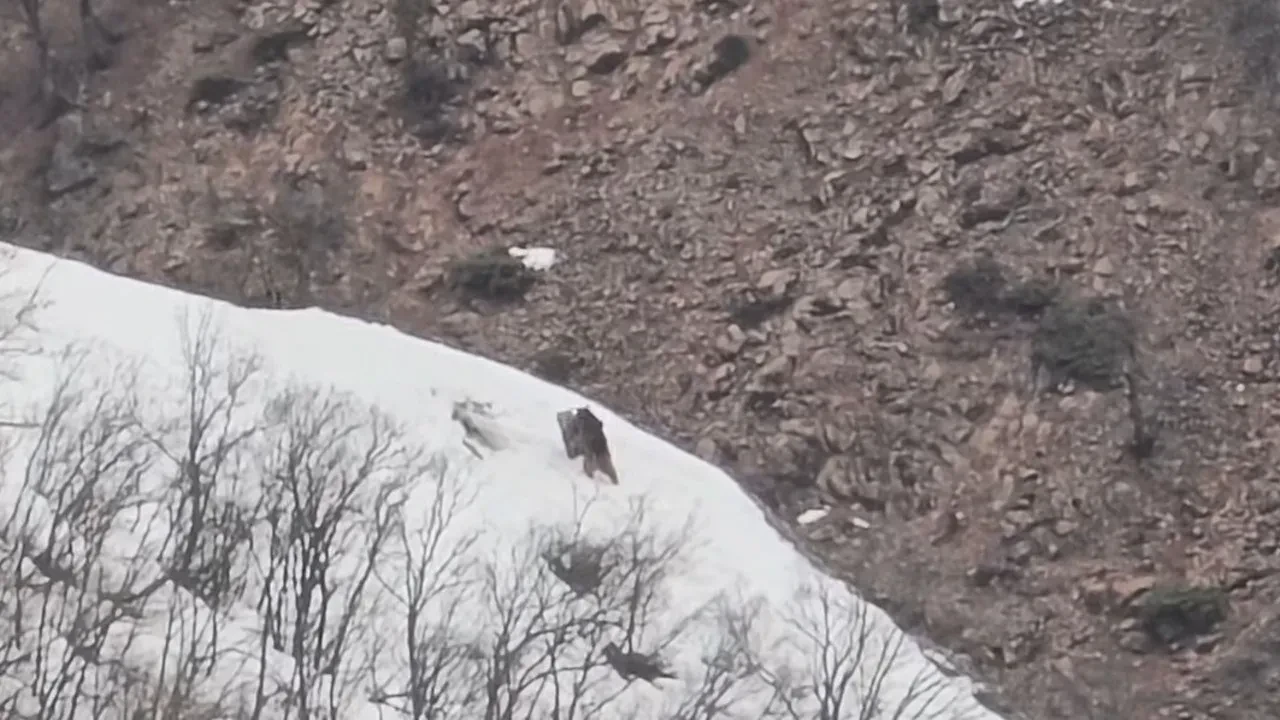İki ayının oyunu kameraya saniye saniye yansıdı: İzleyenleri gülümseten anlar