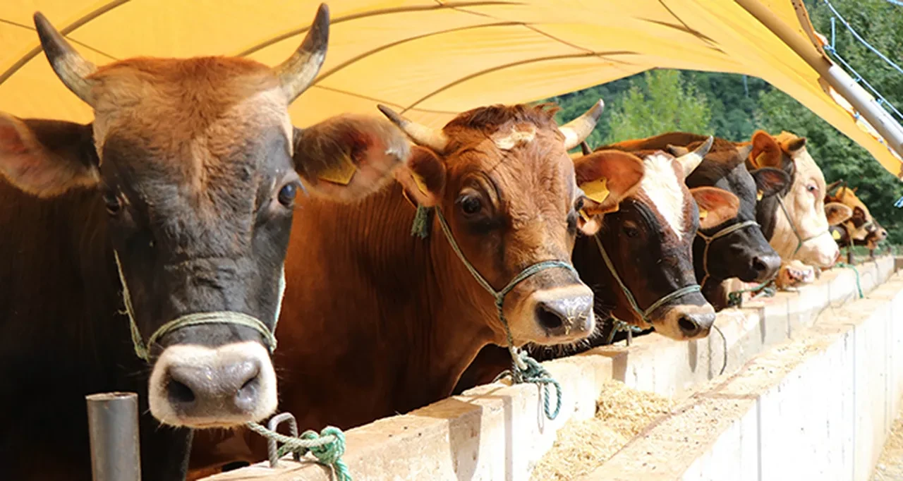 Kurban Bayramı tarihi 2026! Kurban Bayramı tatili 9 gün mü olacak, ne zaman başlayacak? 