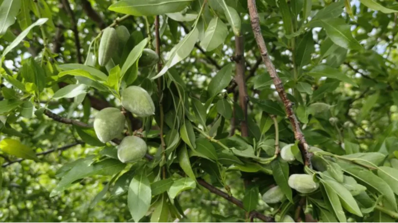 Badem hasadı erken başladı... Kilosu 150 TL! Yurt dışında kapışılıyor