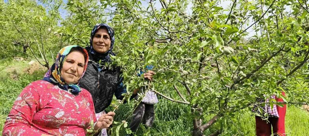 badem çağlası hasat