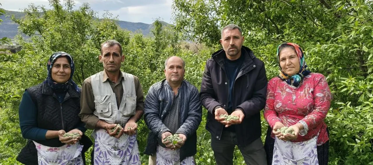 Badem hasadı erken başladı... Kilosu 150 TL! Yurt dışında kapışılıyor