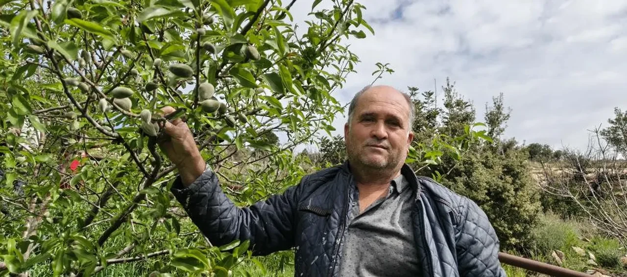 Badem hasadı erken başladı... Kilosu 150 TL! Yurt dışında kapışılıyor