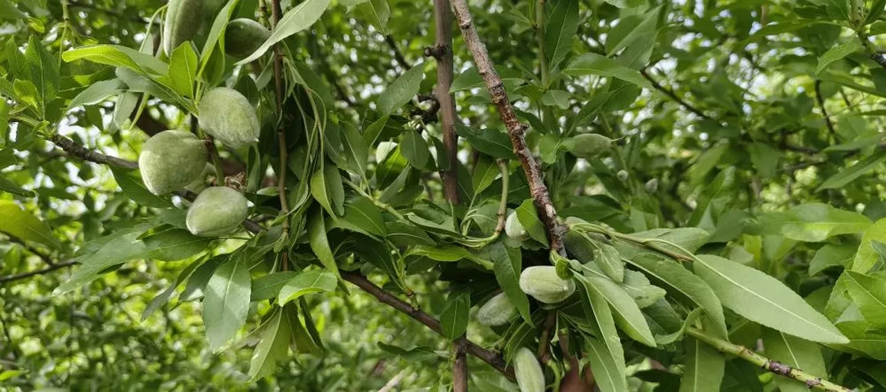 Badem hasadı erken başladı... Kilosu 150 TL! Yurt dışında kapışılıyor