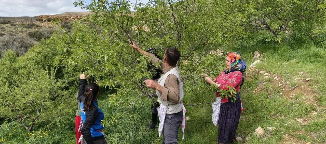 Badem hasadı erken başladı... Kilosu 150 TL! Yurt dışında kapışılıyor