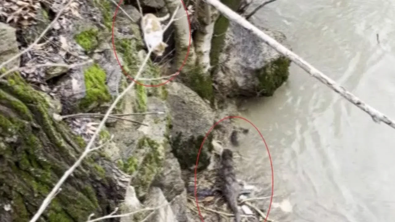 Kedi ile su samurunun saklambaç oyunu kamerada