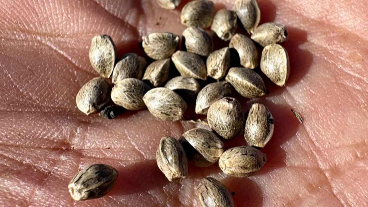 Kenevir üretiminde detaylar netleşiyor! Yetiştiricilik yapılacak 21 il belli oldu