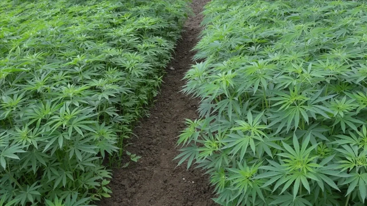 Kenevir üretiminde detaylar netleşiyor! Yetiştiricilik yapılacak 21 il belli oldu