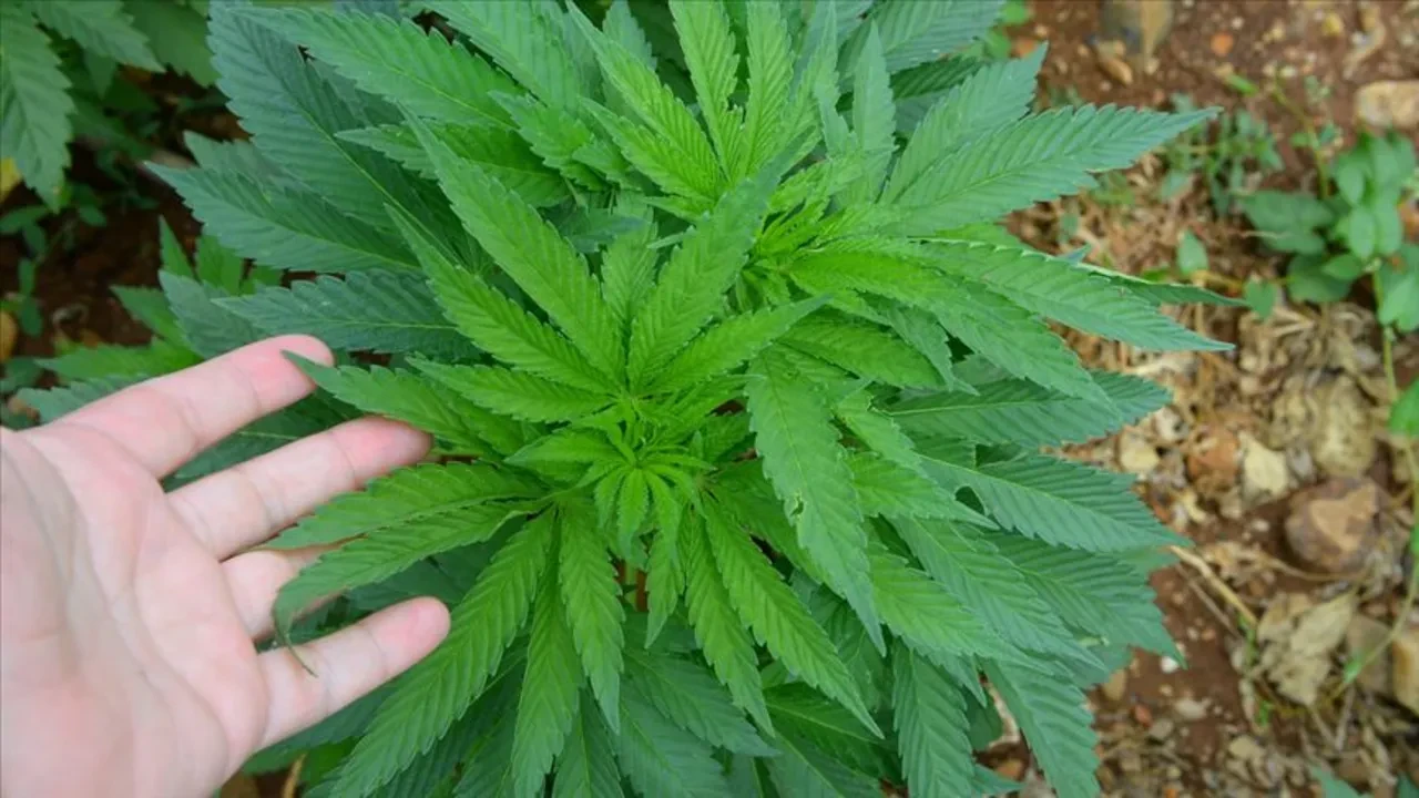 Kenevir üretiminde detaylar netleşiyor! Yetiştiricilik yapılacak 21 il belli oldu