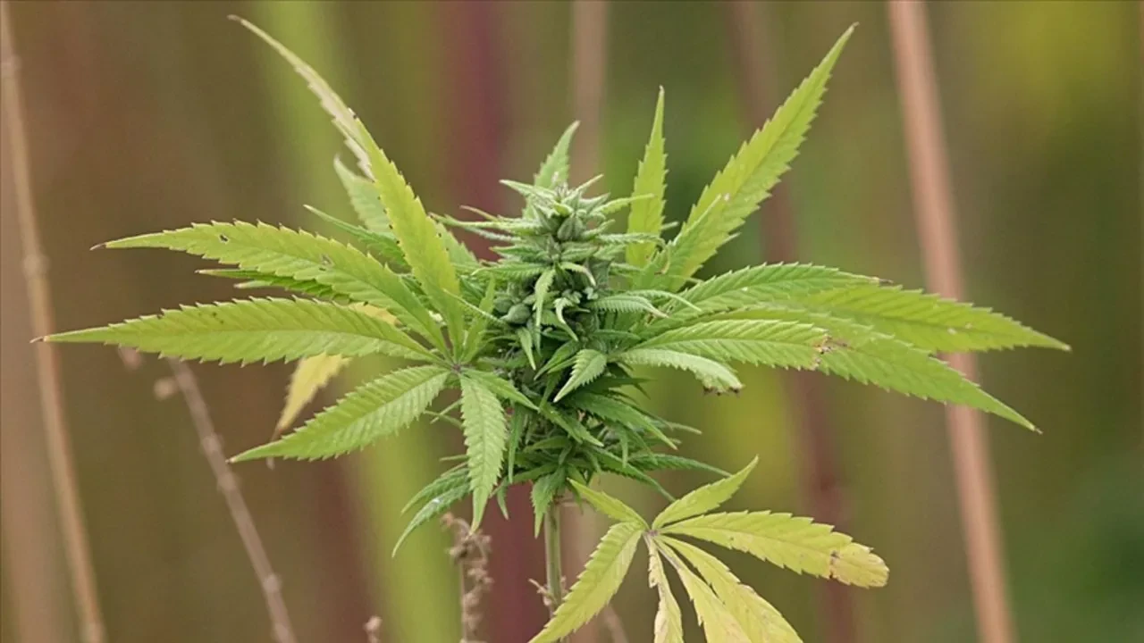 Kenevir üretiminde detaylar netleşiyor! Yetiştiricilik yapılacak 21 il belli oldu