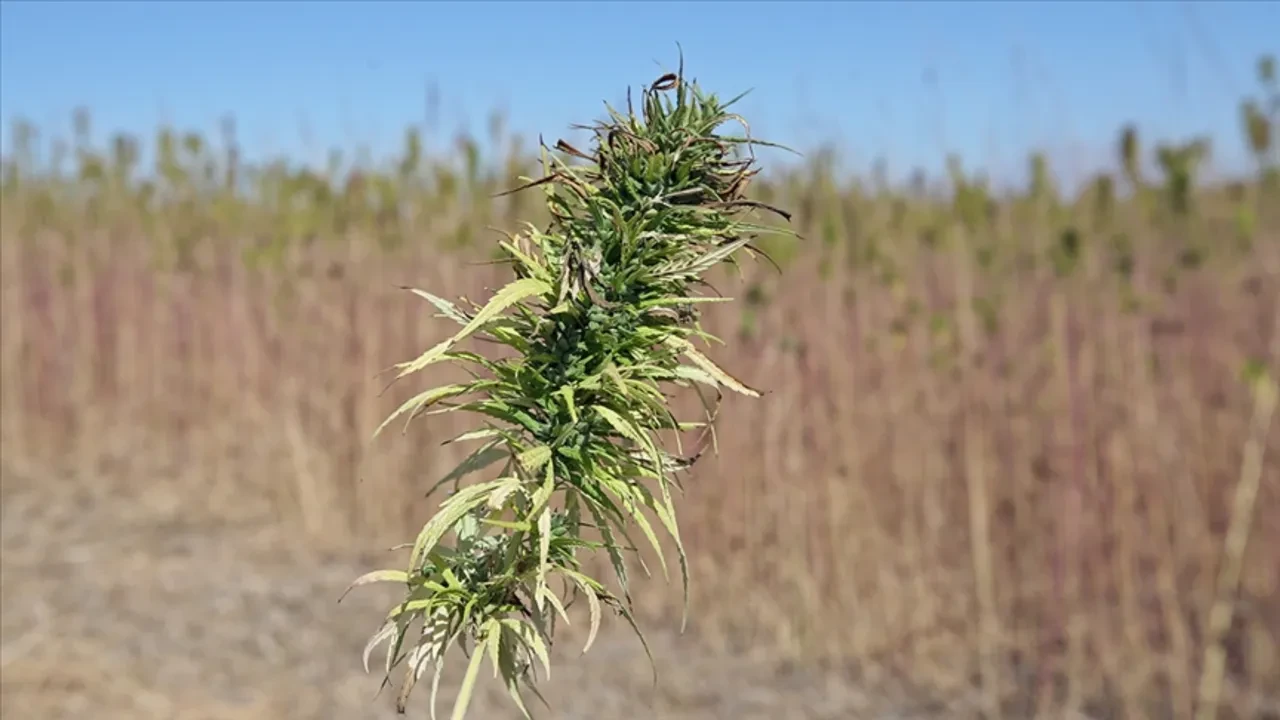 Kenevir üretiminde detaylar netleşiyor! Üretim yapılacak 21 il belli oldu